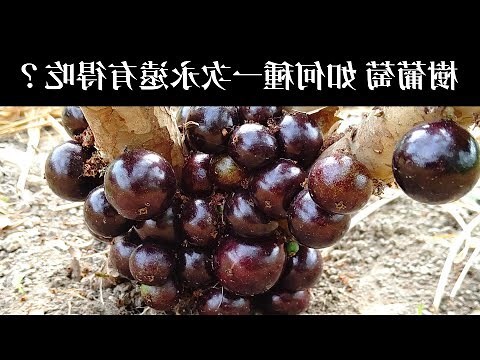葡萄樹 英文